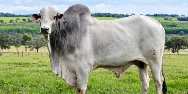 Confira a seguir 13 fatos interessantes sobre hábitos bovinos