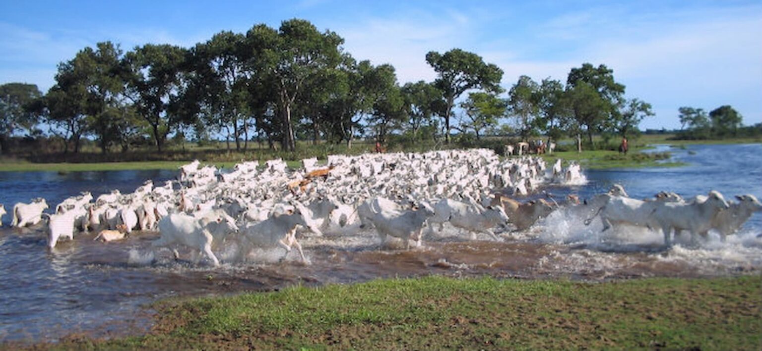 Com maior rebanho bovino do país, mato-grossenses se capacitam no curtimento do couro