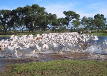 Com maior rebanho bovino do país, mato-grossenses se capacitam no curtimento do couro