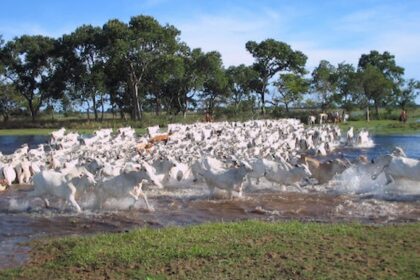 Com maior rebanho bovino do país, mato-grossenses se capacitam no curtimento do couro