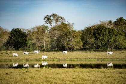 MAPA vai acompanhar políticas de baixa emissão de carbono na agricultura