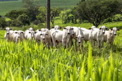 Boi: preços se mantêm firmes em março de 2022