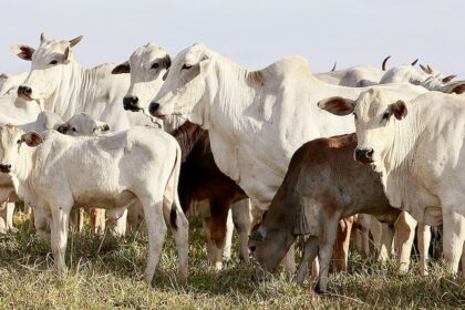 Boi gordo: mercado fechou mês de abril na calmaria