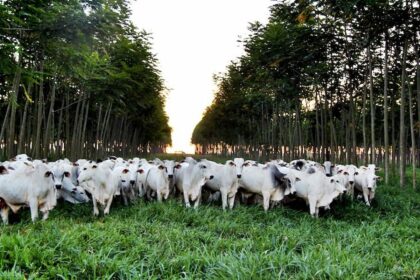 Agropecuária brasileira é reconhecida por sua sustentabilidade na Convenção-Quadro das Nações Unidas