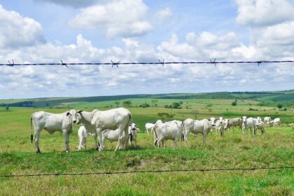 Boi gordo: preço da arroba subiu em Rondônia e no Pará