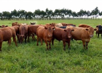 Maria-Mole pode causar mortandade de até 42 mil bovinos por ano no Rio Grande do Sul