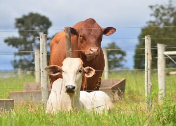 Boi: preço médio da arroba do boi em Mato Grosso do Sul valorizou cerca de 40% em 2021