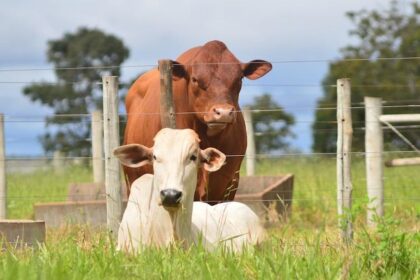 Boi: preço médio da arroba do boi em Mato Grosso do Sul valorizou cerca de 40% em 2021