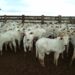 Boi: custos de produção da pecuária avançaram em 2021