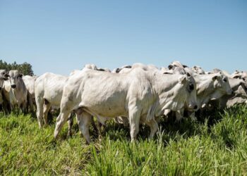 Terminar a engorda do gado na propriedade ou vender para o confinamento?