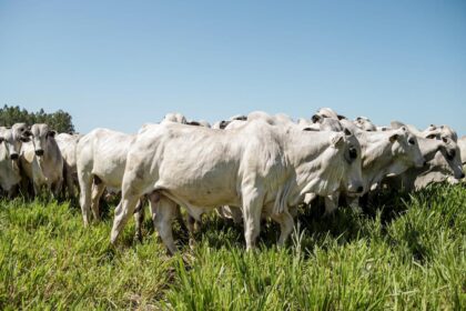 Arroba da vaca gorda segue em alta nesta semana