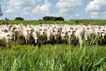 Boi: preço da carne segue em queda