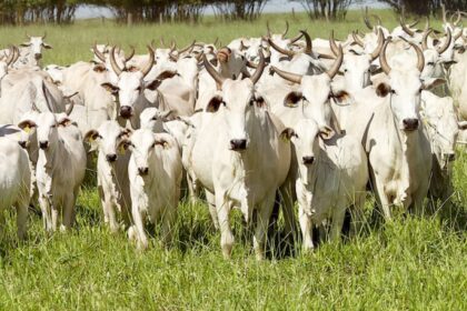 Boi gordo: preços seguem em alta nesta semana