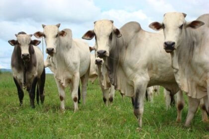 Mercado da carne será debatidos em Simpósio de Pecuária de Mato Grosso