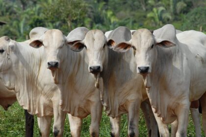 Mercados sob “paz” de Bolsonaro (?), boi se estabilizou e chuvas vêm aí