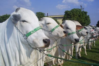 Boi gordo: mercado do boi segue com fortes altas