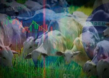 Mercado do boi reage e apresenta perspectivas promissoras para a pecuária