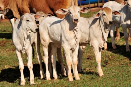 Boi magro: preço subiu 13,3% desde o início do ano no PR