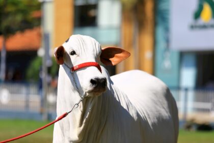 Boi: cotações seguem firmes no mercado de reposição