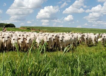 Projeto de lei atualiza regras sobre a entrada de bovinos e bubalinos de outros estados em Santa Catarina