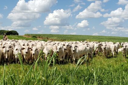 No Mato Grosso, benefício fiscal trará competitividade para pecuaristas