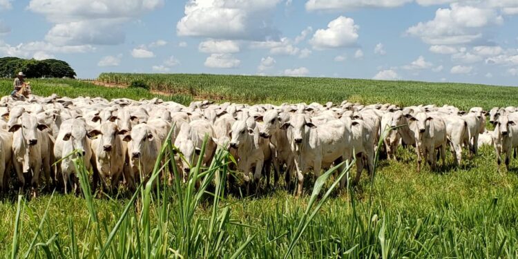 Boi: confira o abate total de bovinos em Mato Grosso de acordo com Imea