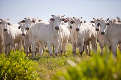 Boi: cotação da arroba do boi gordo voltou a valorização