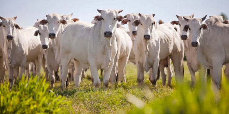 Boi gordo: mobilização dos caminhoneiros complica o transporte de bovinos