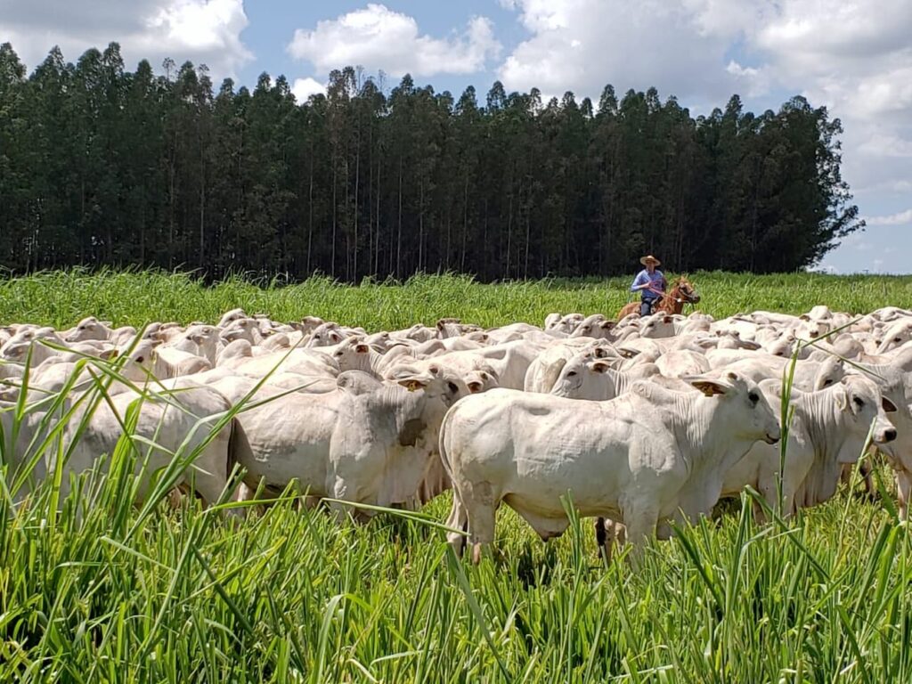 mato grosso