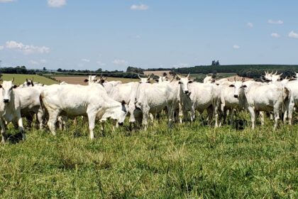 Valor da Produção Agropecuária é atualizado para R$ 806,6 bilhões