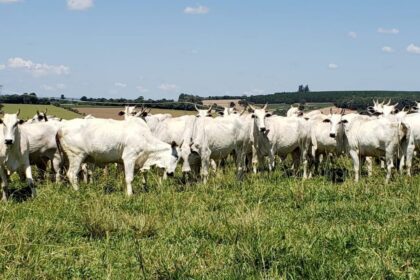 Mato Grosso abateu 454,67 mil cabeças de bovinos em agosto