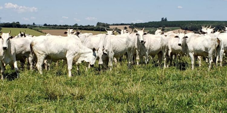 Mato Grosso abateu 454,67 mil cabeças de bovinos em agosto
