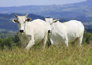 Abates de bovinos em Goiás sobe para 3ª posição no ranking nacional
