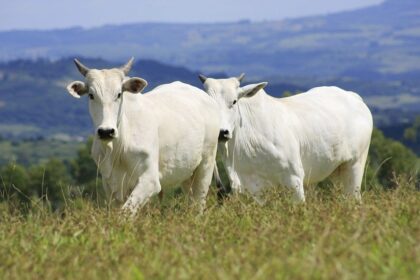 Cai idade de bovinos para abate em Mato Grosso, aponta Imea