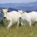Cai idade de bovinos para abate em Mato Grosso, aponta Imea