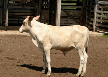 Pesquisa desenvolve bovino tropical com desempenho superior