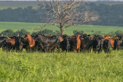 Brangus é adaptado à maioria dos biomas brasileiros