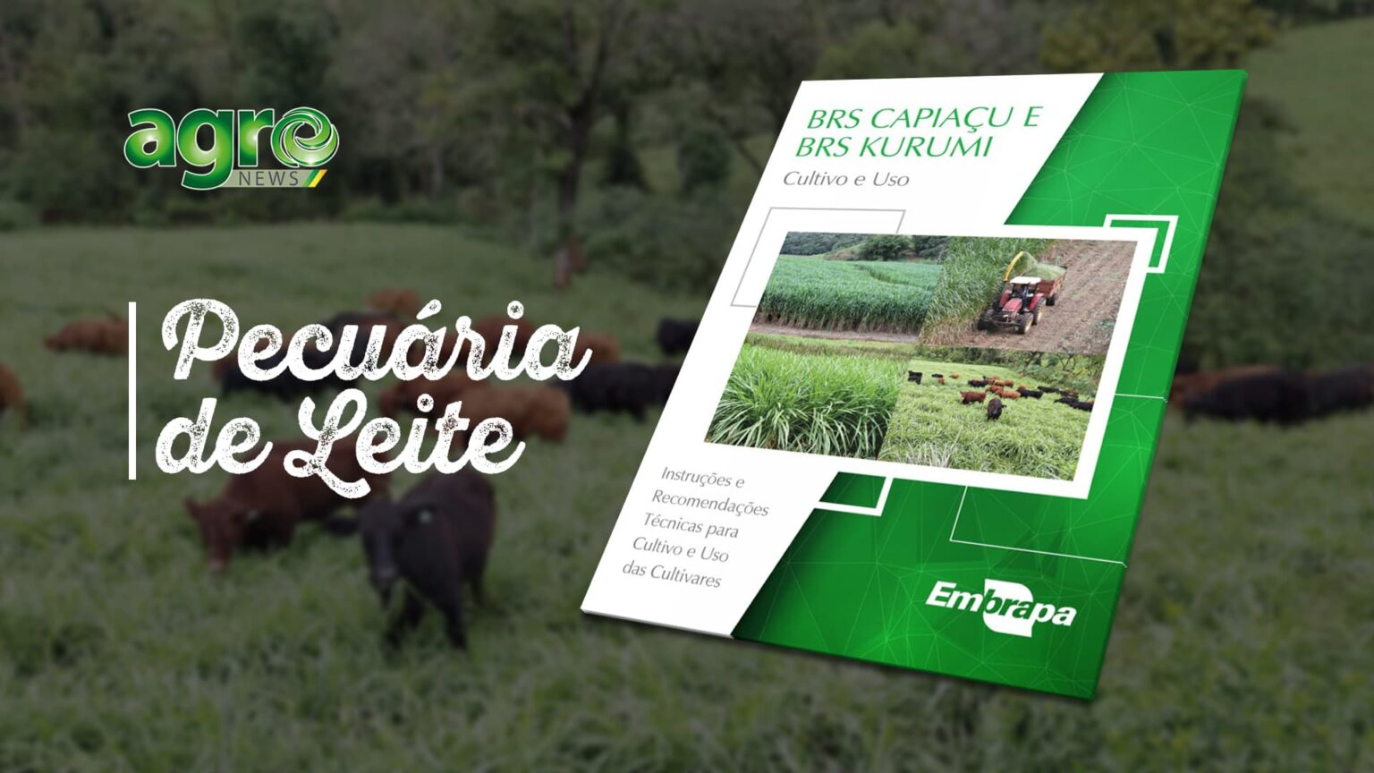 Embrapa lança livro inédito sobre cultivares de alto rendimento BRS Capiaçu e Kurumi