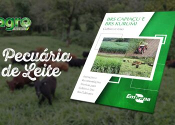Embrapa lança livro inédito sobre cultivares de alto rendimento BRS Capiaçu e Kurumi