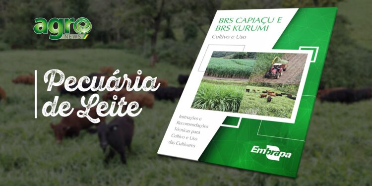 Embrapa lança livro inédito sobre cultivares de alto rendimento BRS Capiaçu e Kurumi