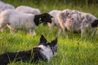 Conheça raças brasileiras de cães para pastoreio