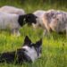 Conheça raças brasileiras de cães para pastoreio