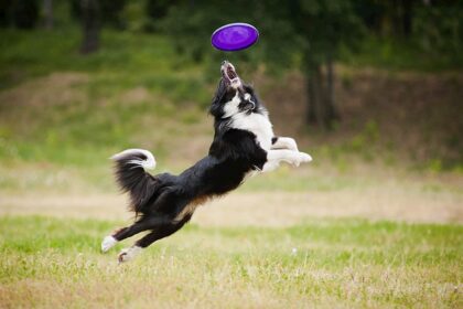 Veja opções de Ovos de Páscoa para cães e gatos