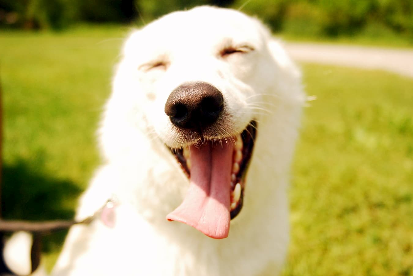 Cachorro Feliz