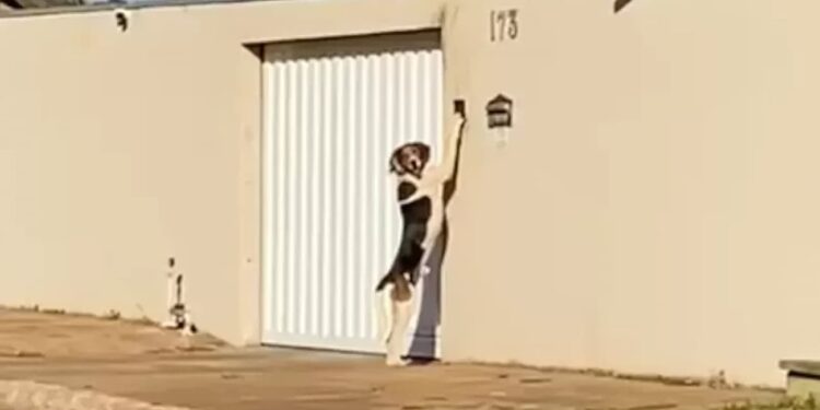 Vídeo viraliza com cachorro tocando a campainha para entrar em casa no MT