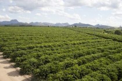 Café: preço do robusta segue em queda