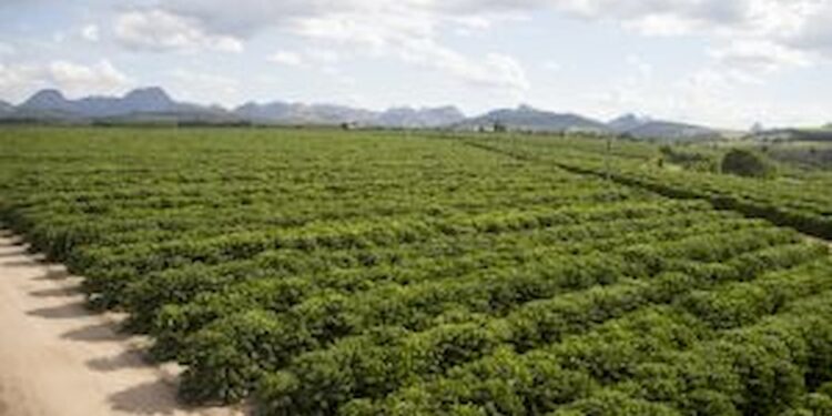 Colheita de café no Brasil está estimada em 48% até dia 29 de junho, analisa Safras