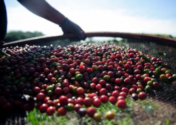 Café: intensificação da colheita pressiona valor do robusta
