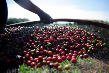 Consumo mundial de café ultrapassa 166 milhões de sacas em 12 meses