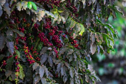 Café: preço do arábica avança 13% no mês